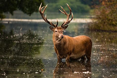 what is a stag.